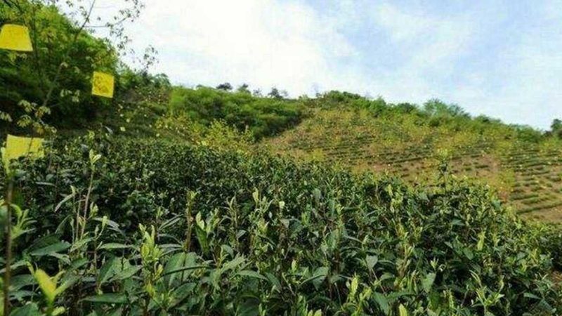 大棚加温设备选型关键：如何兼顾效率和成本**